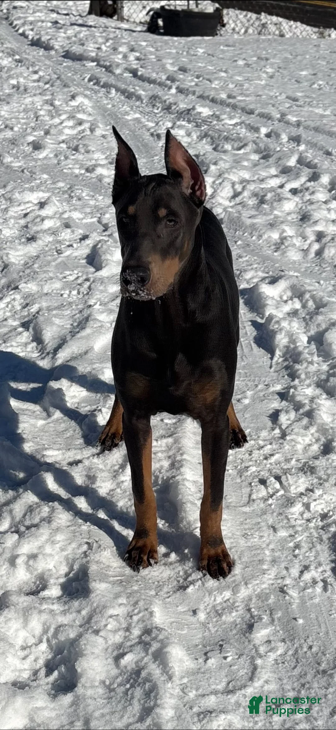 Doberman Pinscher dogs for sale: Green Collar Boy - Ad 3