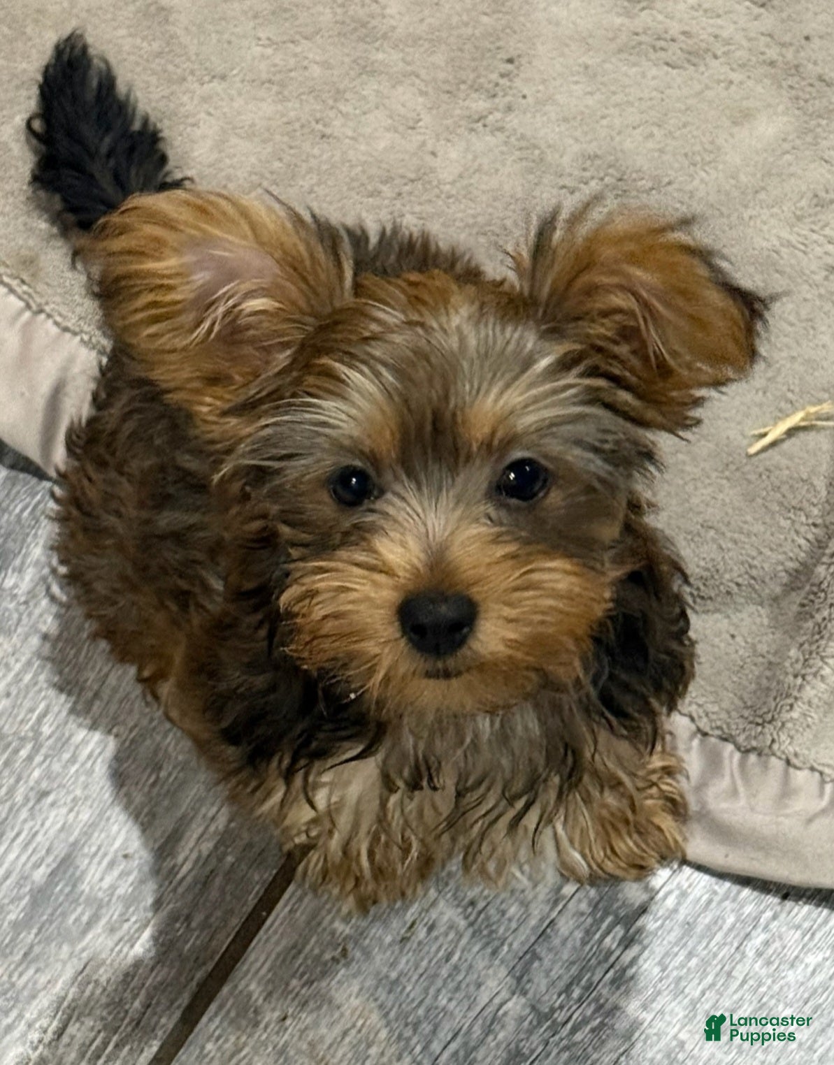 Yorkshire Terrier dogs for sale: Alina - Ad 2