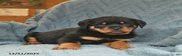Rottweiler dogs for sale: Rose  - Ad 3