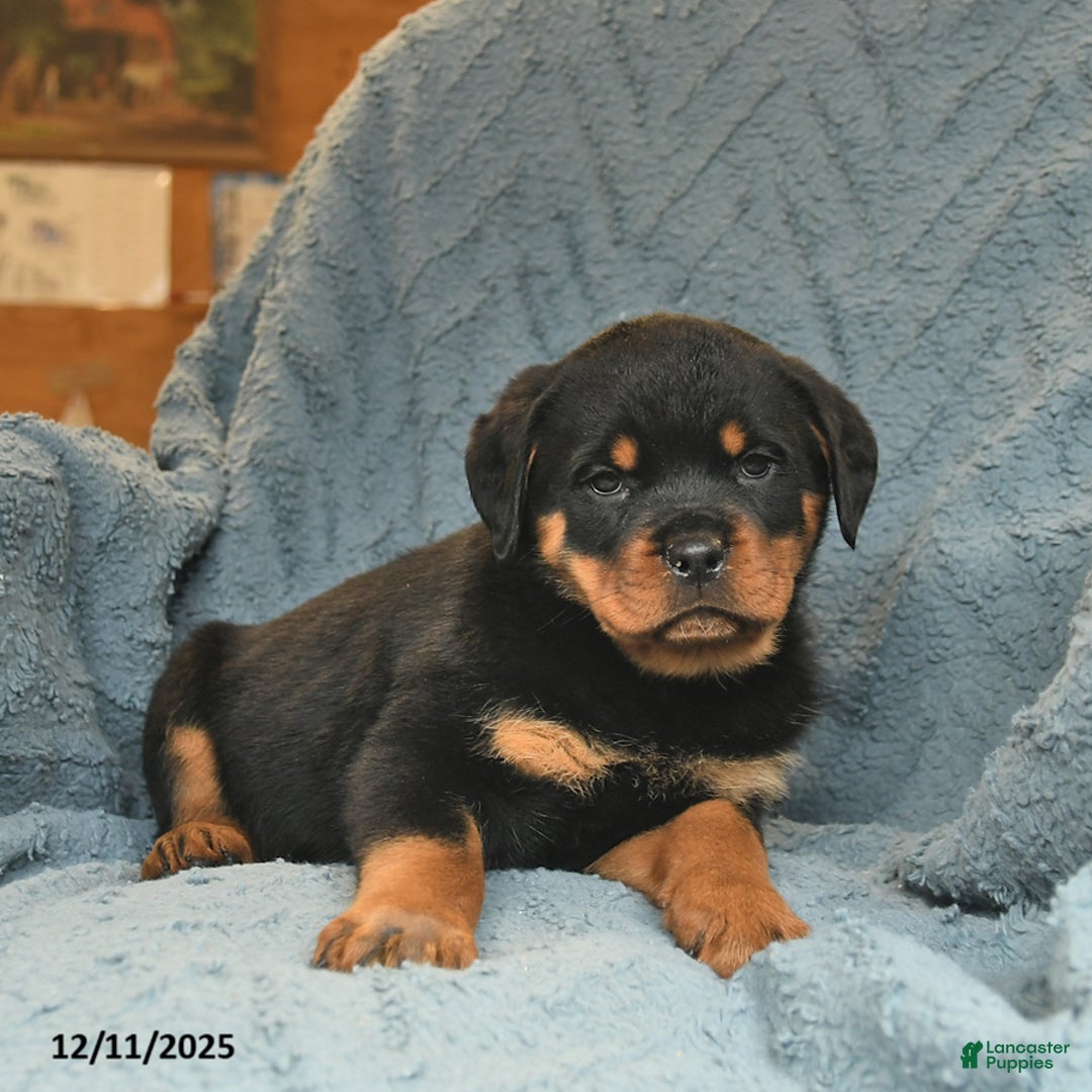 Rottweiler dogs for sale: Rose  - Ad 3