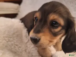 Miniature Dachshund dogs Duke - Ad 19