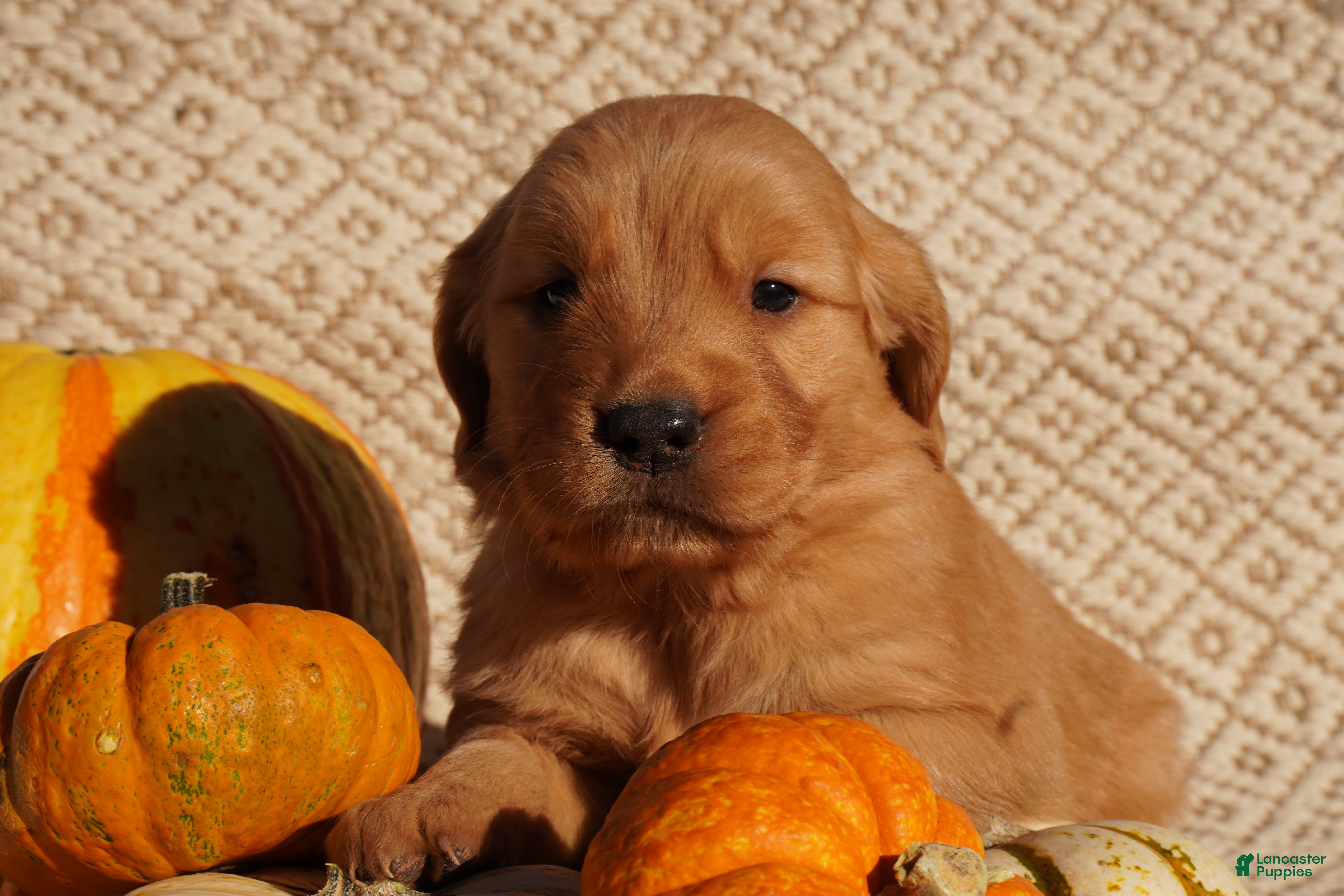 Golden Retriever dogs for sale: Rex - AKC, Genetically Clear - Ad 1