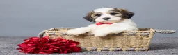 Teddy Bear dogs for sale: Lance - Ad 1