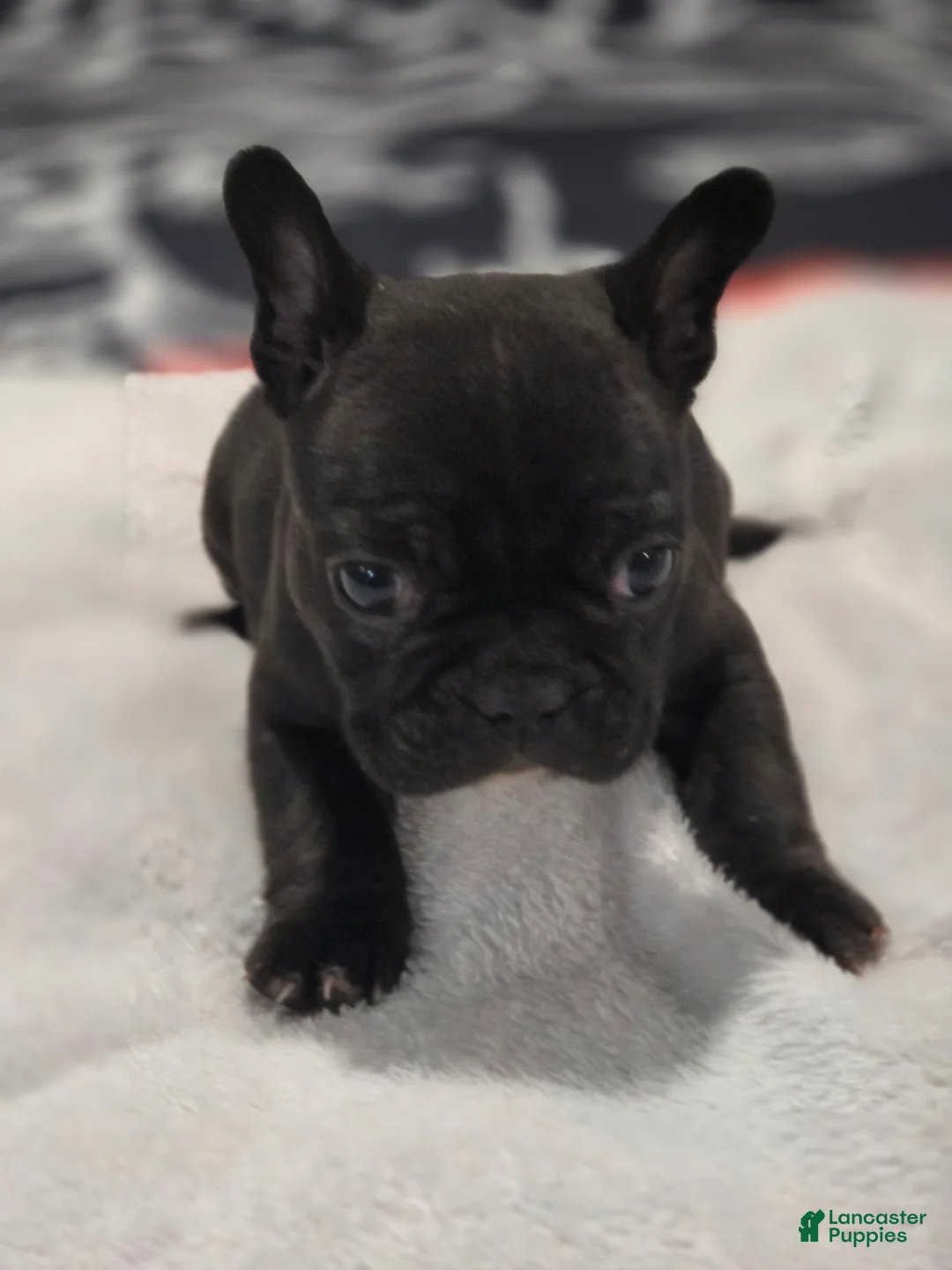 French Bulldog dogs for sale: French Bulldog Puppy 3 - Ad 16