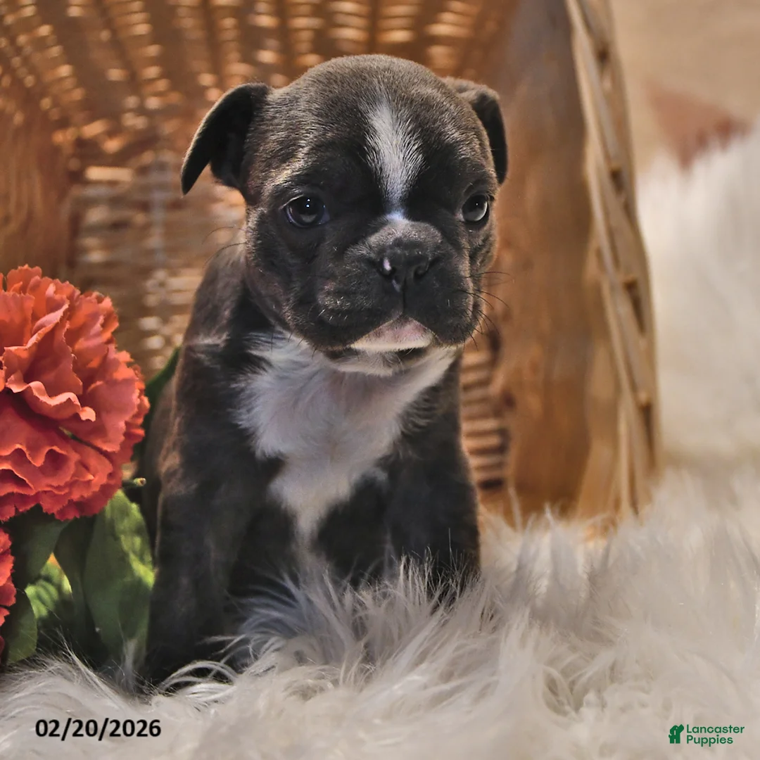 Frenchton dogs for sale: Moonbeam - Ad 3