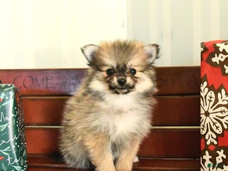 Pomeranian dogs Champ - Ad 6