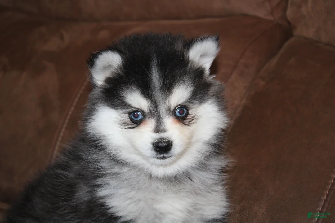 Pomsky dogs for sale: Zane READY NOW - Ad 2