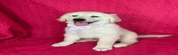 Golden Retriever dogs for sale: Gracie - Ad 1