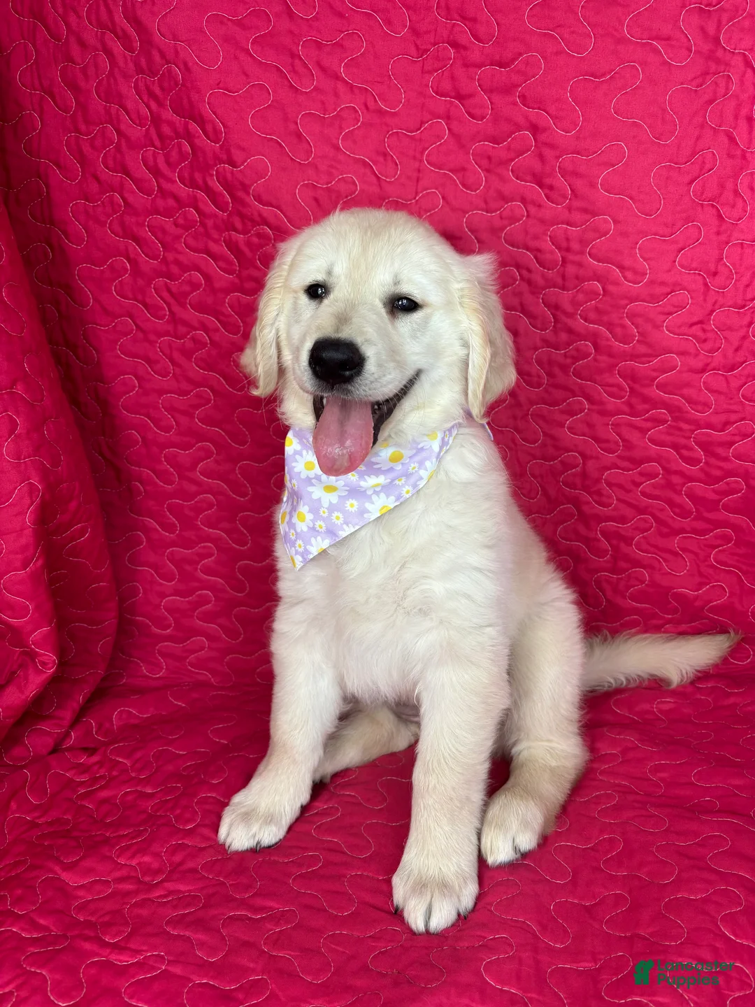 Golden Retriever dogs for sale: Gracie - Ad 1