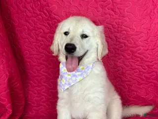 Golden Retriever dogs Gracie - Ad 18