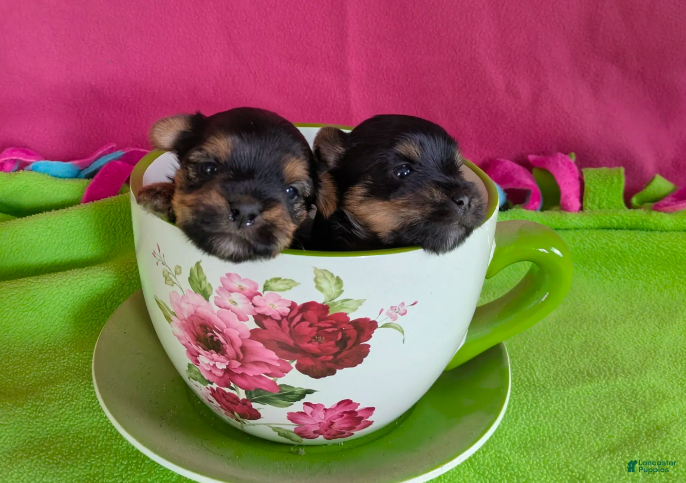 Yorkshire Terrier dogs Esme - Ad 2
