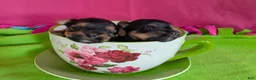 Yorkshire Terrier dogs for sale: Esme - Ad 2