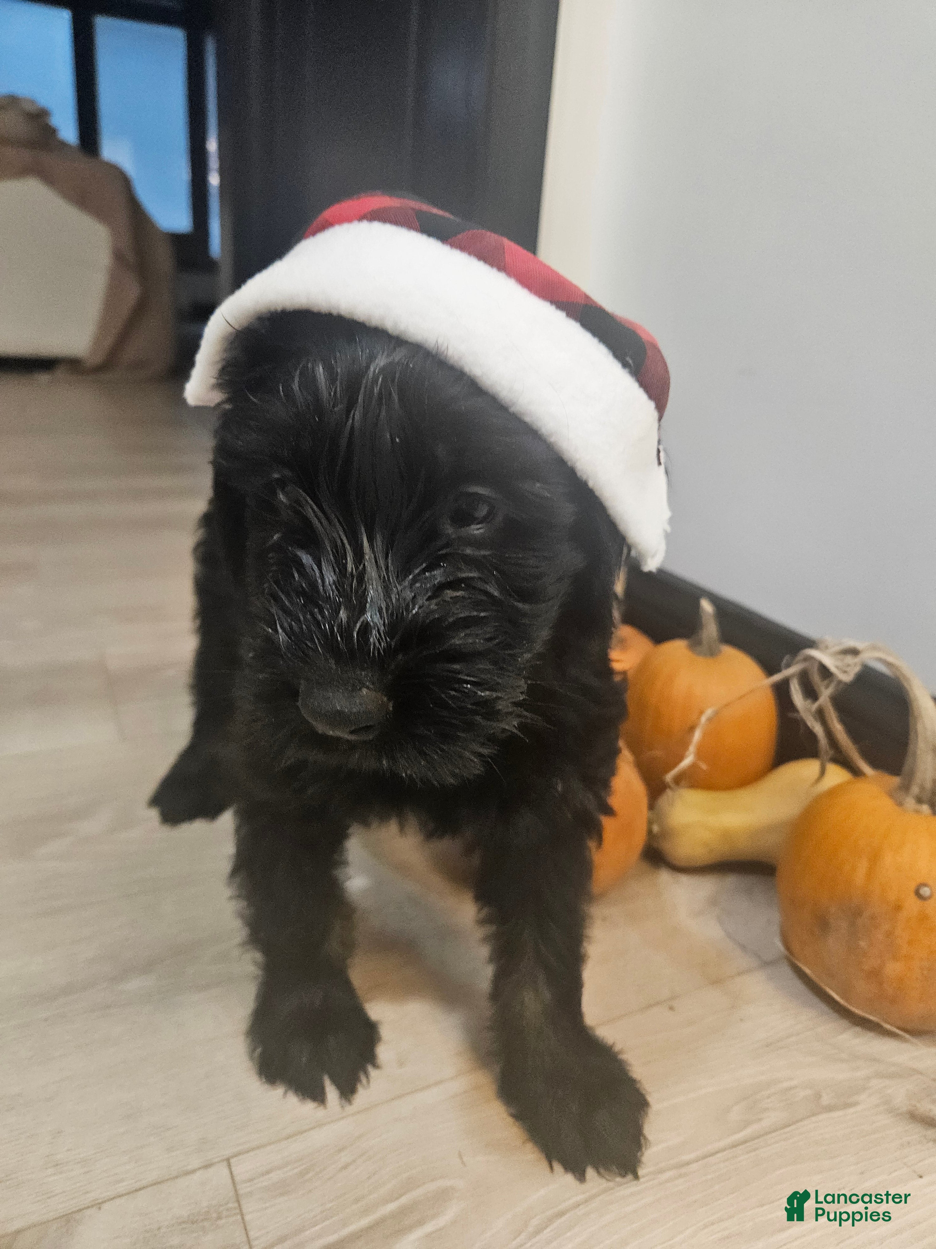 Giant Schnauzer dogs Giant Schnauzer Puppy 4 - Ad 2