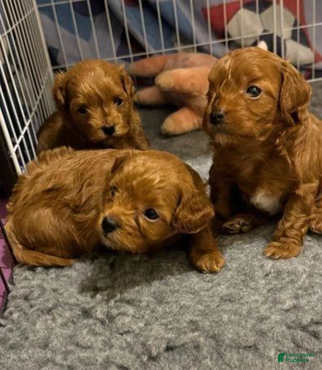 Cavapoo dogs for sale: Kate - Ad 12