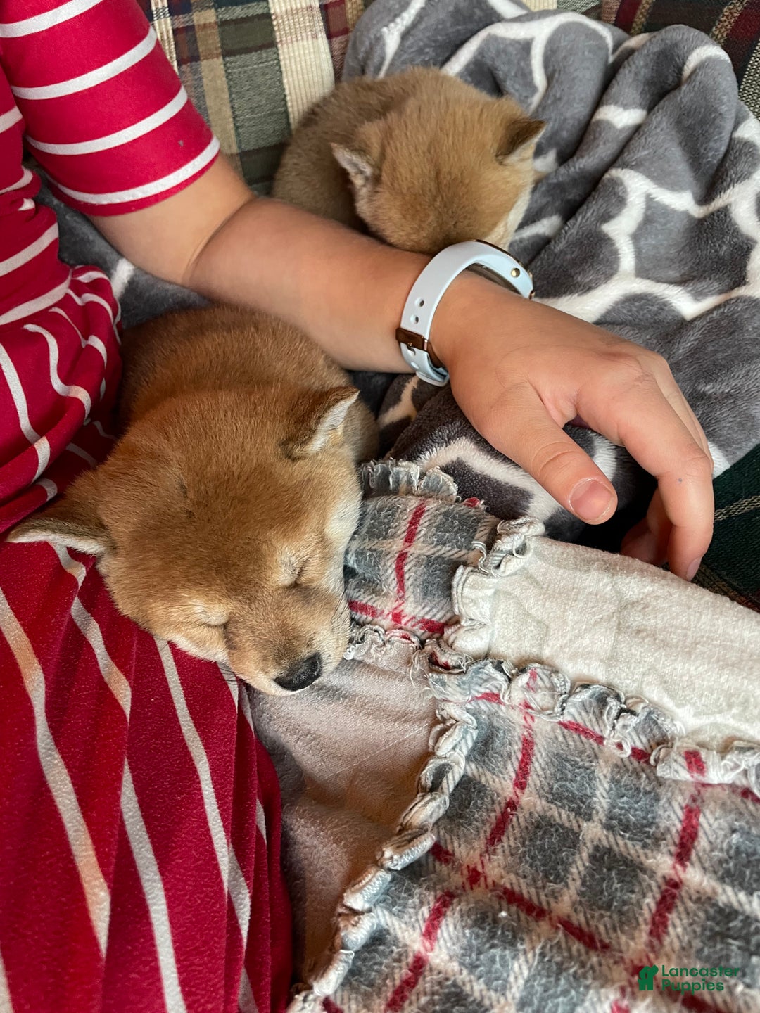 Shiba Inu dogs for sale: Peppermint - Ad 3