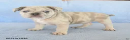 French Bulldog dogs for sale: Owen - Ad 4