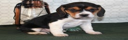 Beagle dogs for sale: Macy - Ad 1