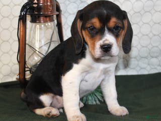 Beagle dogs Macy - Ad 4