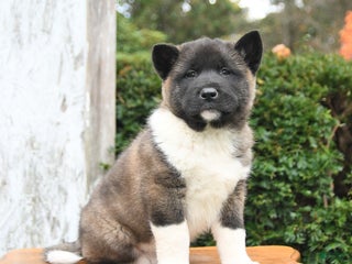 Akita dogs - Ad 4