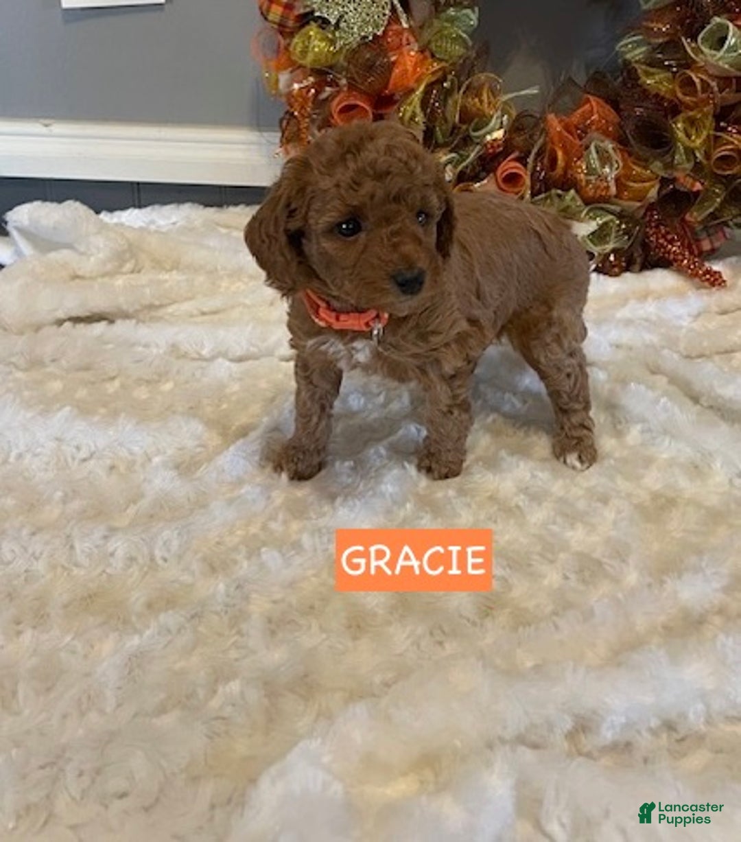 Miniature Labradoodle dogs for sale: Miniature Labradoodle Puppy 2 - Ad 3
