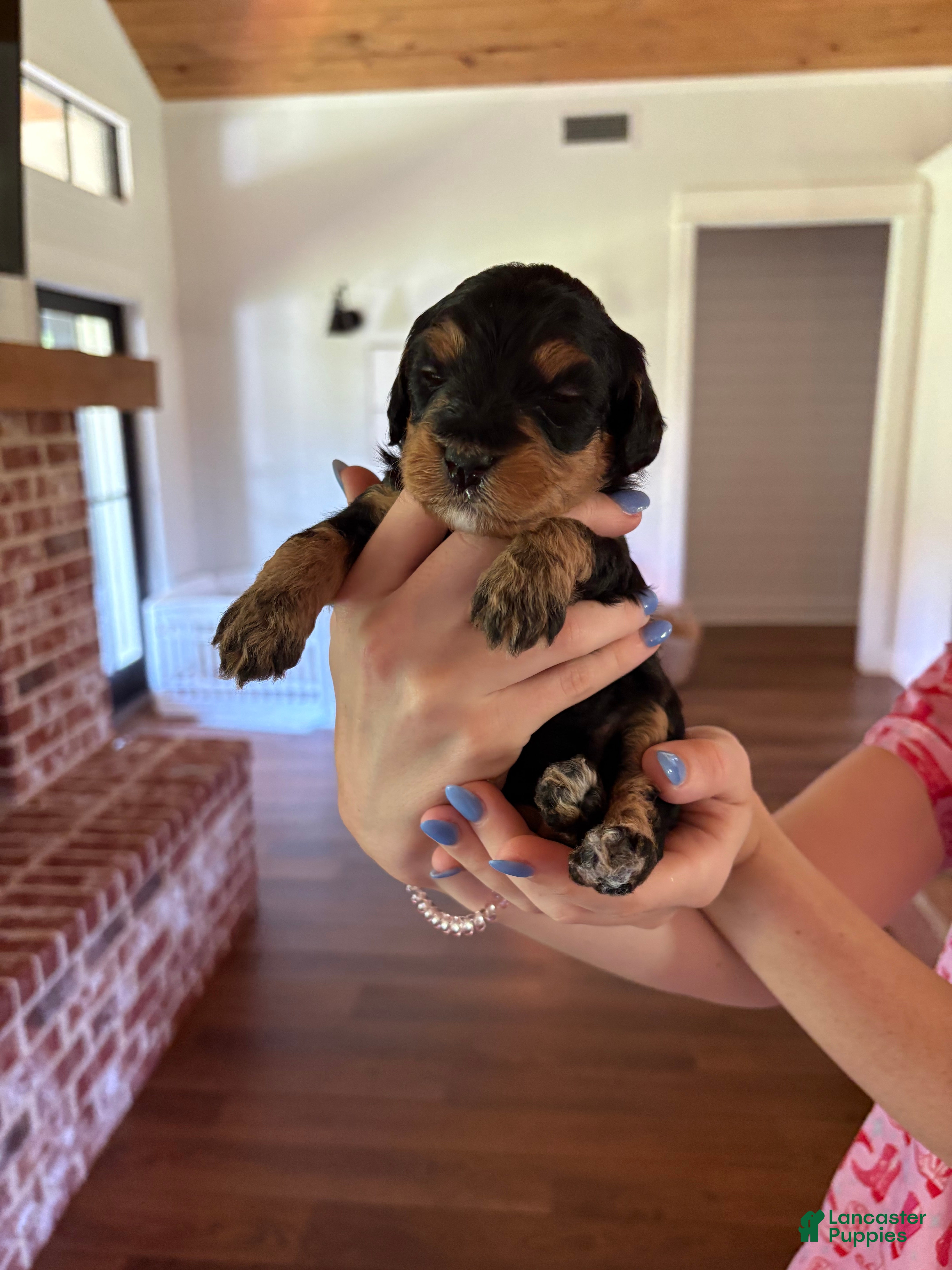 Mini Aussiedoodle dogs Truffle - Ad 2