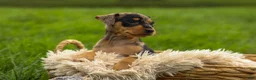 Miniature Pinscher dogs for sale: ACE - Ad 7