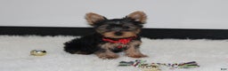 Yorkshire Terrier dogs for sale: Dannie - Ad 3