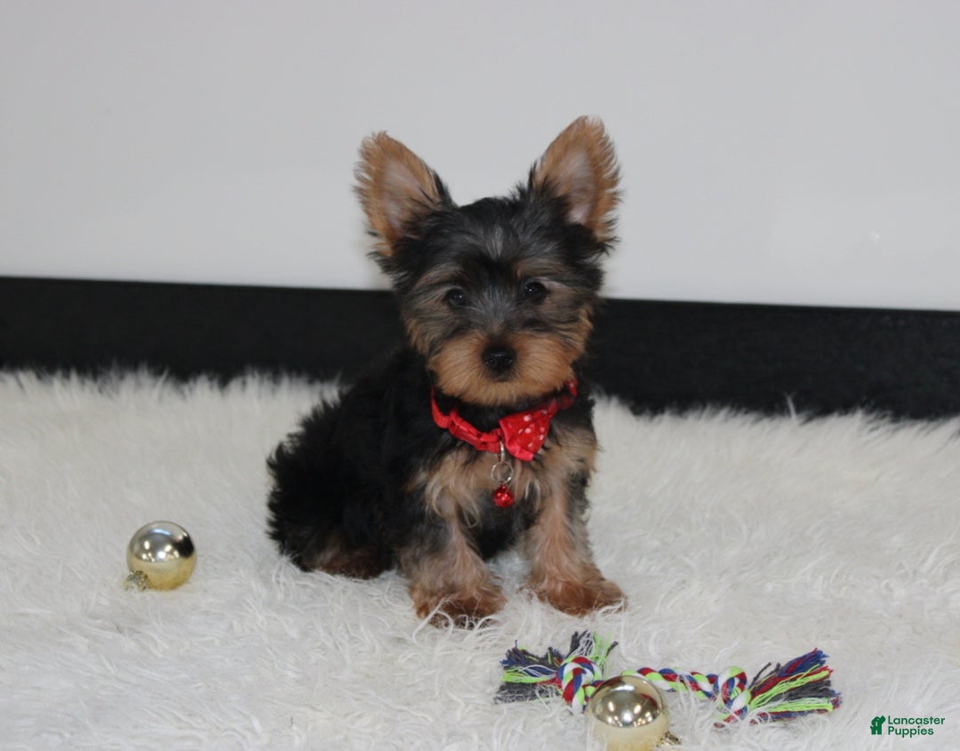 Yorkshire Terrier dogs for sale: Dannie - Ad 3