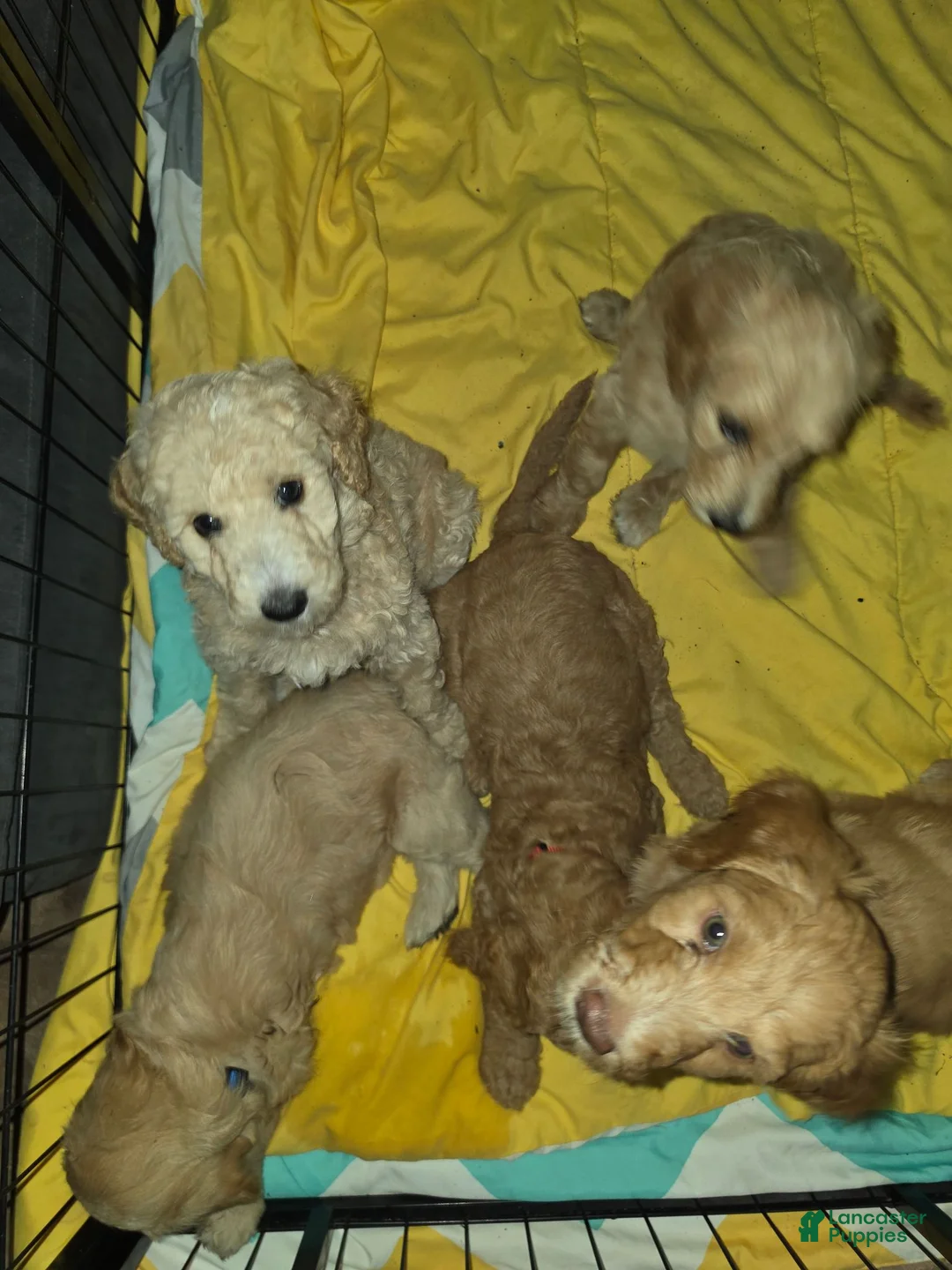 Labradoodle dogs for sale: Labradoodle 1 - Ad 4