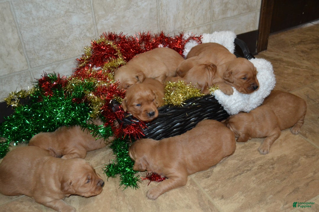 Golden Retriever dogs for sale: Ruby - Ad 7