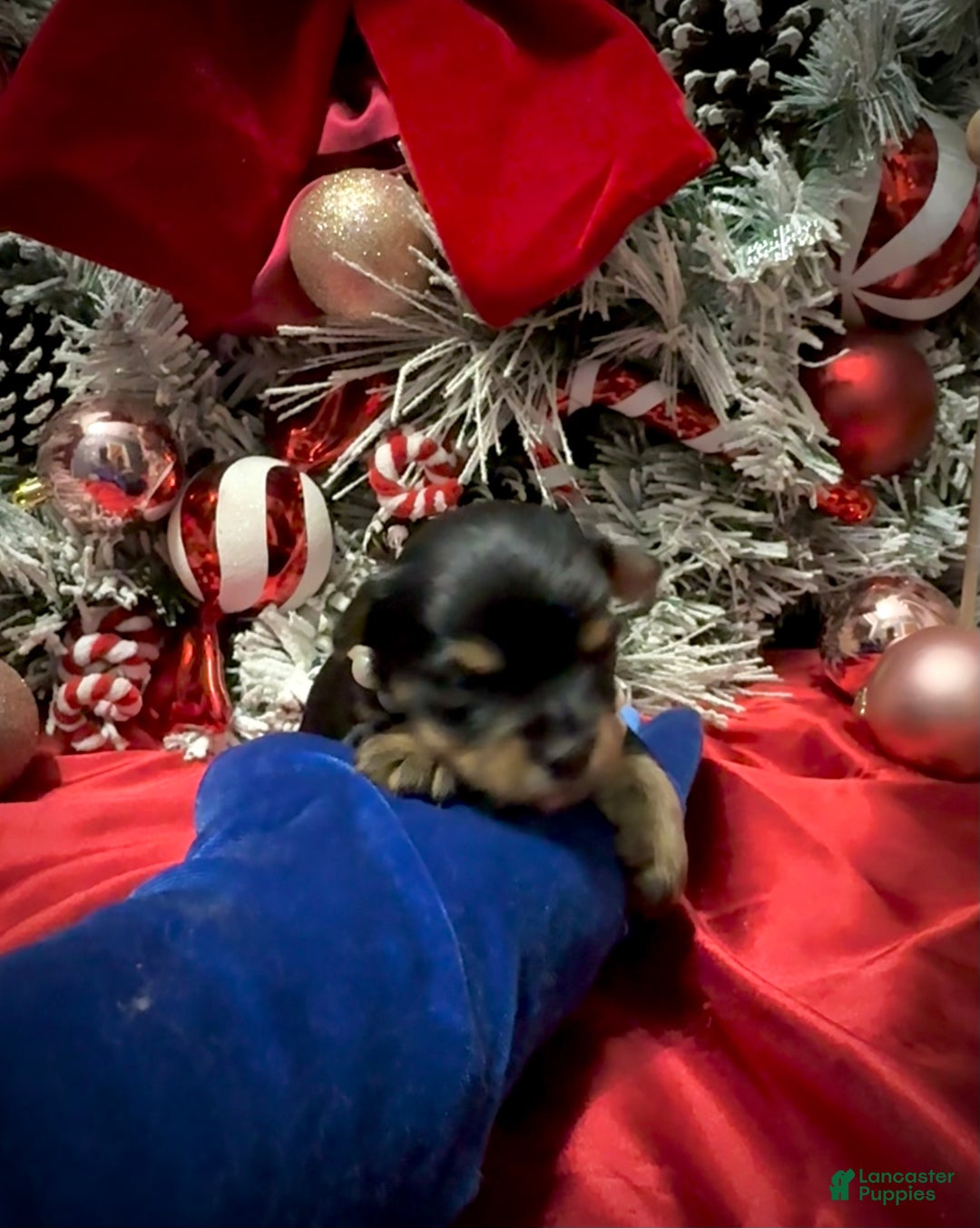 Yorkshire Terrier dogs for sale: Primavera - Ad 10