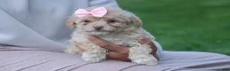 Havapoo dogs for sale: OREO - Ad 2