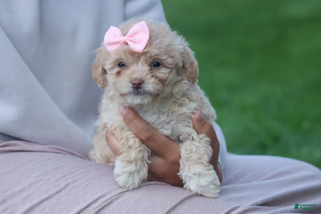 Havapoo dogs for sale: OREO - Ad 2