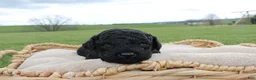 Mini Goldendoodle dogs for sale: Hazel - Ad 4