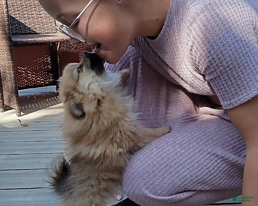 Gallery Image {{count}}