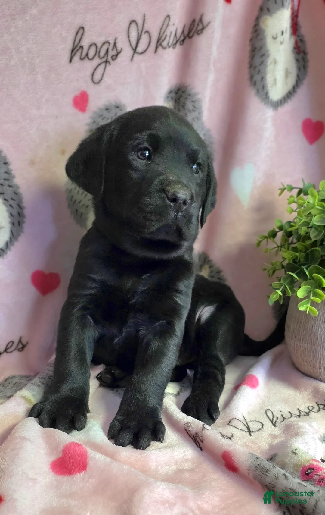 Labrador Retriever dogs for sale: Milo - Ad 2