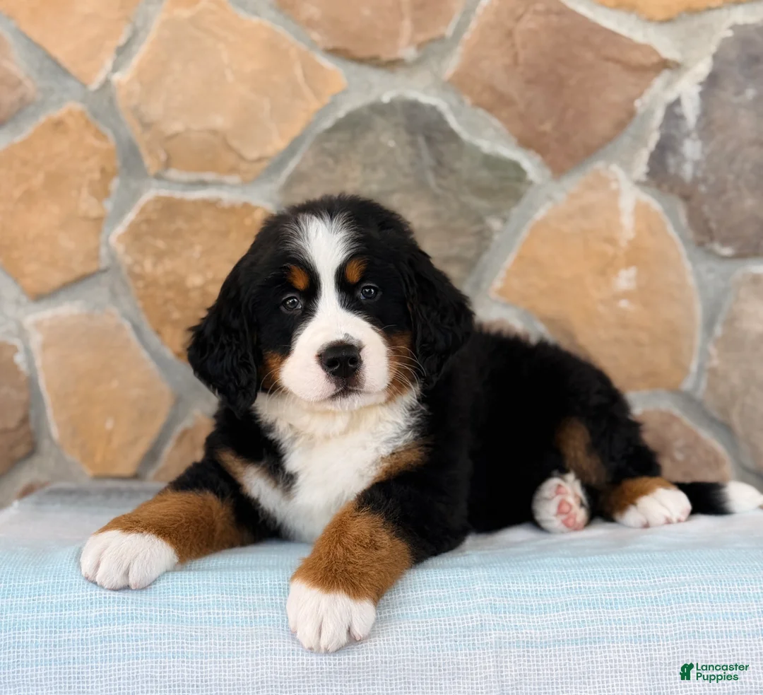 Bernese Mountain Dog dogs for sale: Rocket - Ad 2