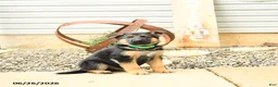 German Shepherd dogs for sale: Lexington - Ad 5