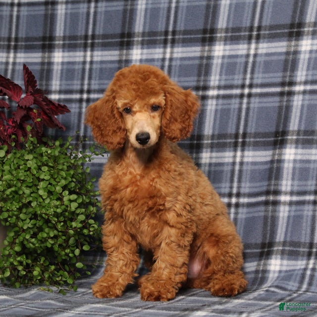Miniature Poodle dogs Carlos - Ad 1