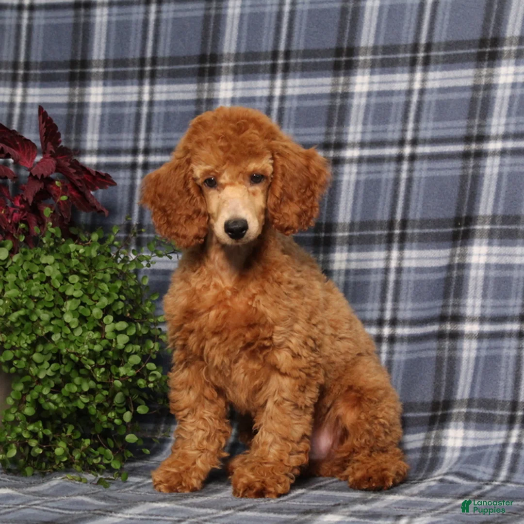 Miniature Poodle dogs for sale: Carlos - Ad 1