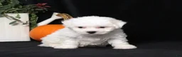 Bichon Frise dogs for sale: Lady - Ad 4