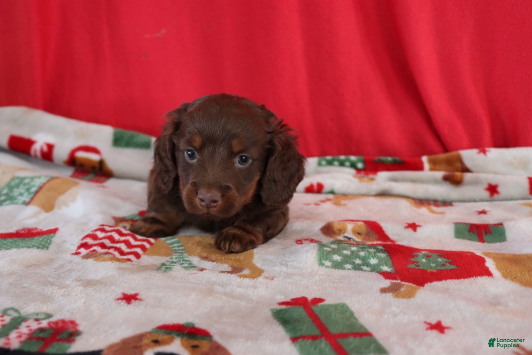 Miniature Dachshund dogs for sale: asher - Ad 4