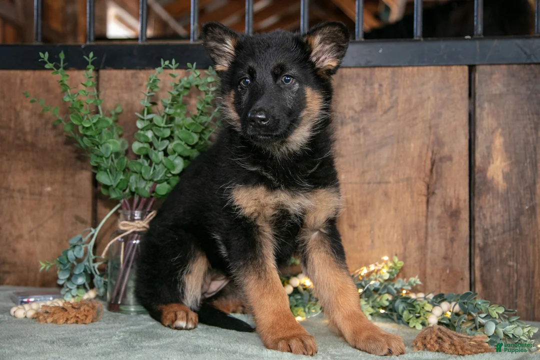 German Shepherd dogs for sale: Twinkle - Ad 2