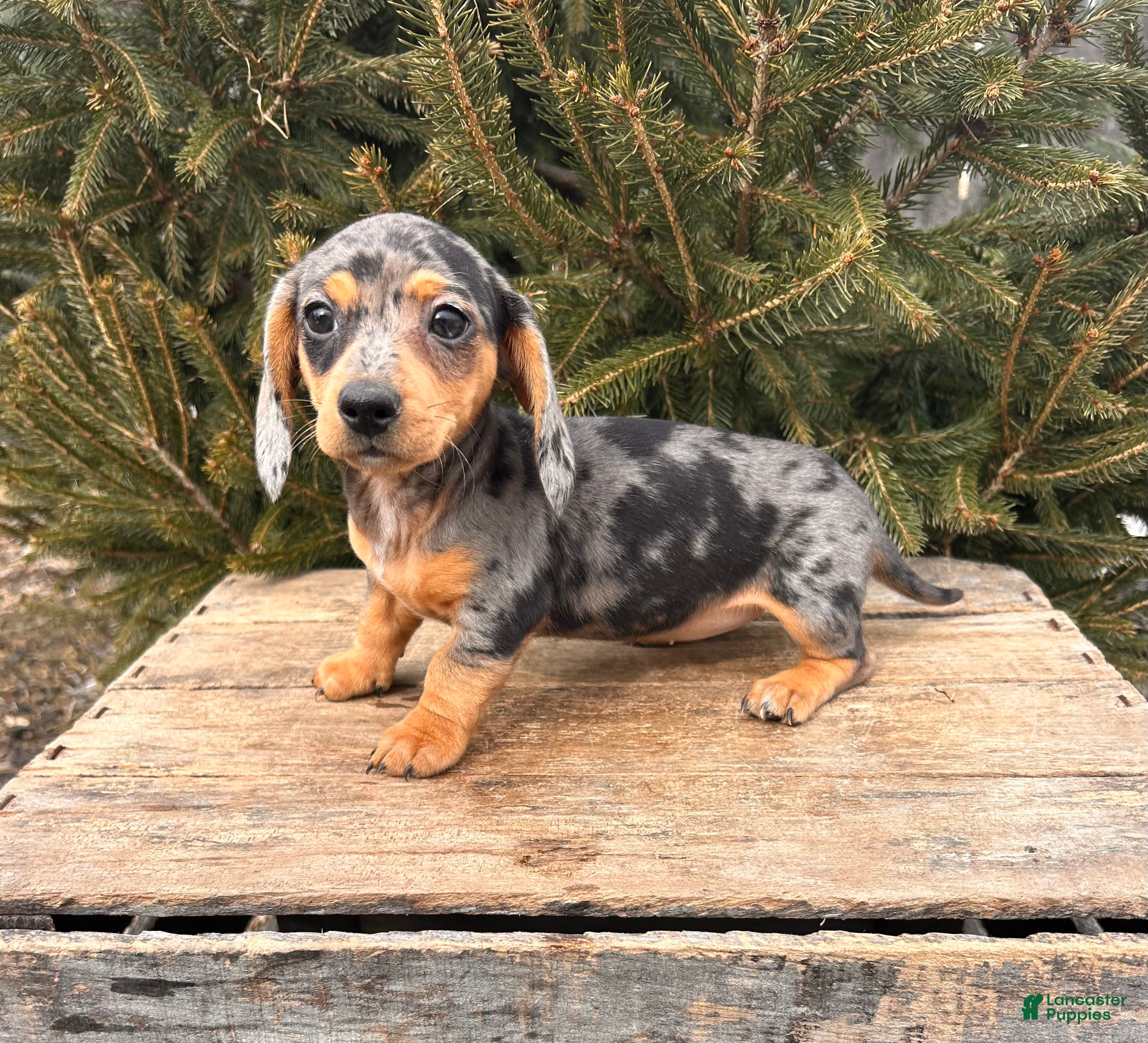 Miniature Dachshund dogs Casey - Ad 1