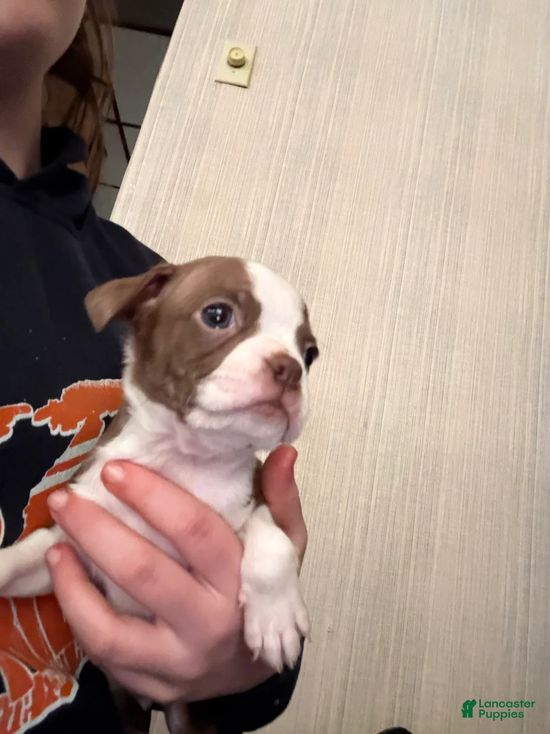 Boston Terrier dogs for sale: Simon - Ad 2