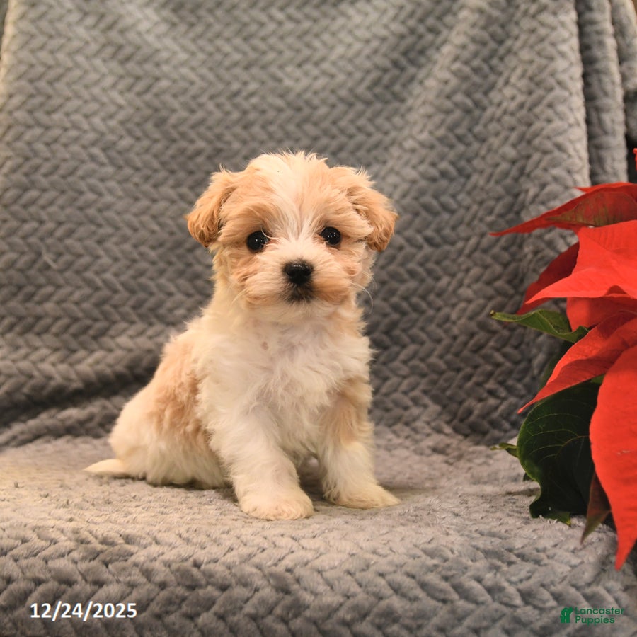 Maltipoo dogs Carmel - Ad 31