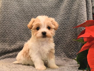Maltipoo dogs Carmel - Ad 31