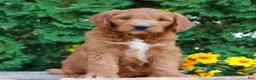 Goldendoodle dogs for sale: Tanner  - Ad 3