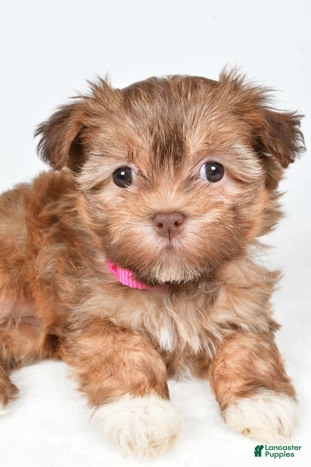 Havanese dogs for sale: Hailey - Ad 4