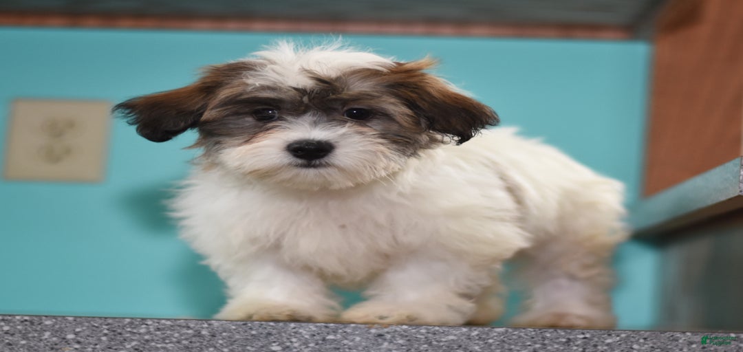 Gallery Image {{count}}